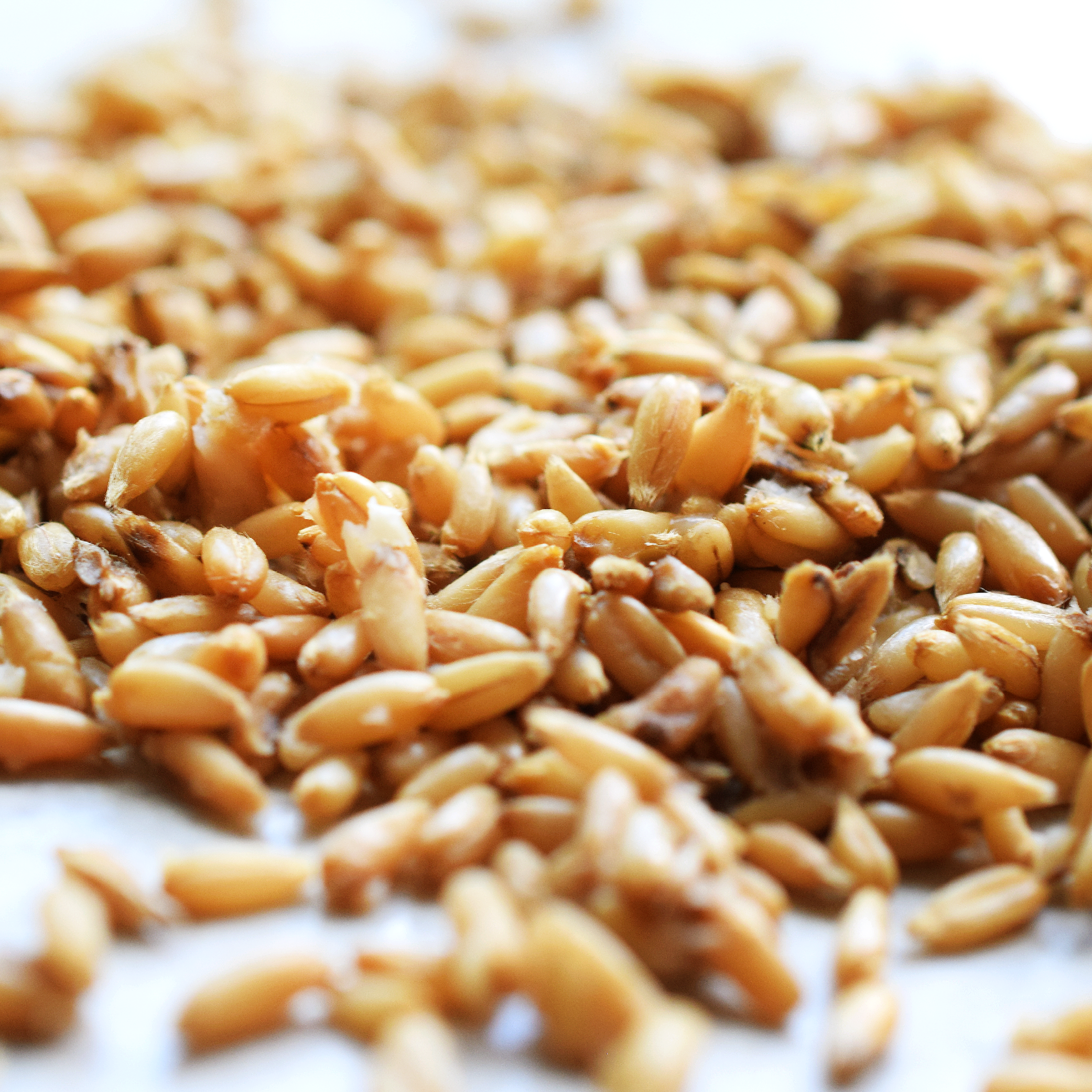 EDME Sprouted Oats