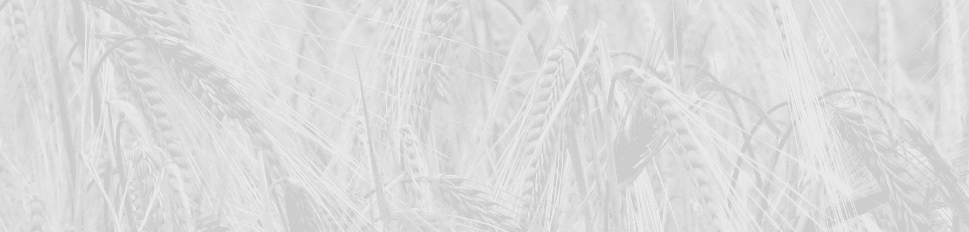 barley background