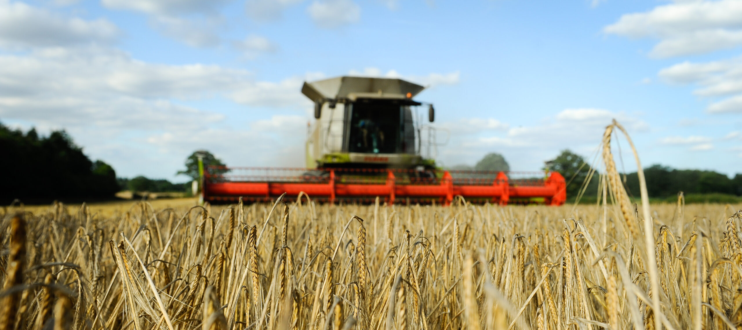 Crisp Maltings barley harvest